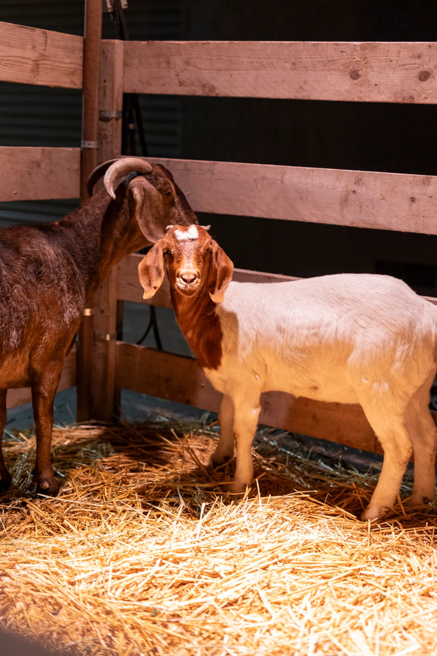 Two goats stand in straw beside a wooden fence under warm event lighting